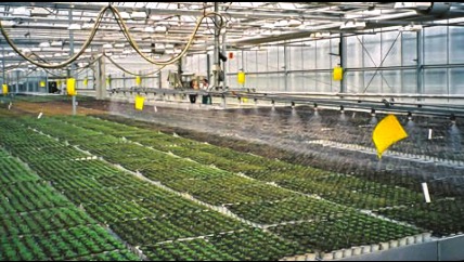 Soli Organic indoor grow room, Patterson Consulting LLC case studies